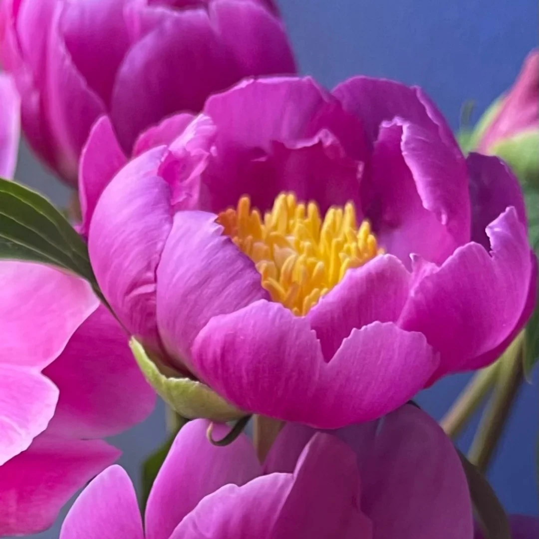 【单瓣玫红芍药】水养插花云南直发 日常鲜切花