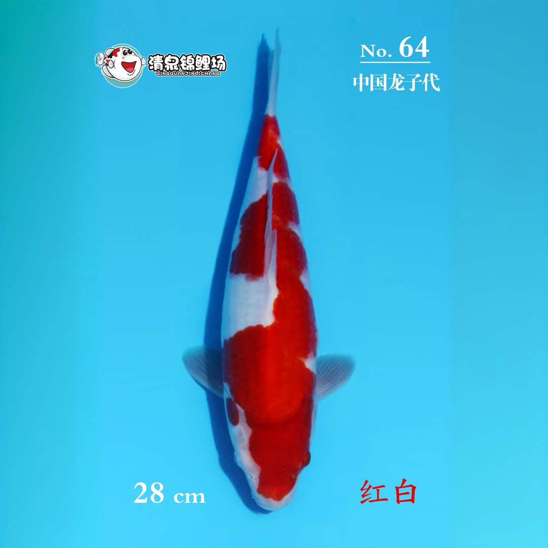 清泉锦鲤 第二次冬季水泥池寄养 中国龙子代 红白 64号