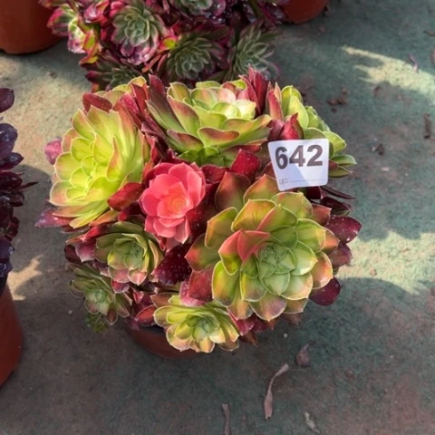 642韶华朵朵多肉，