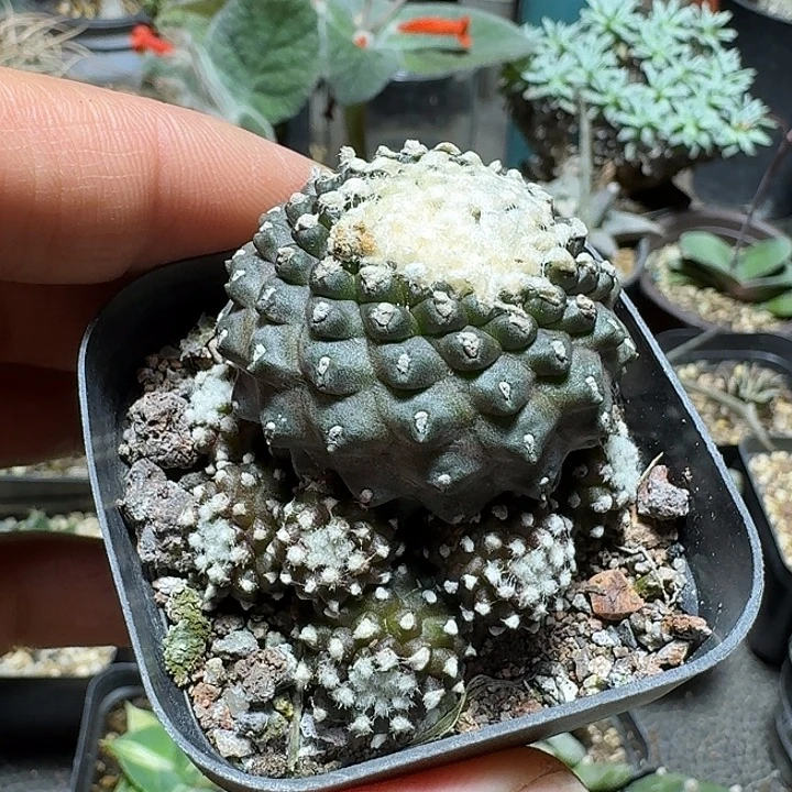 186墨蝶丸群生脱土发货