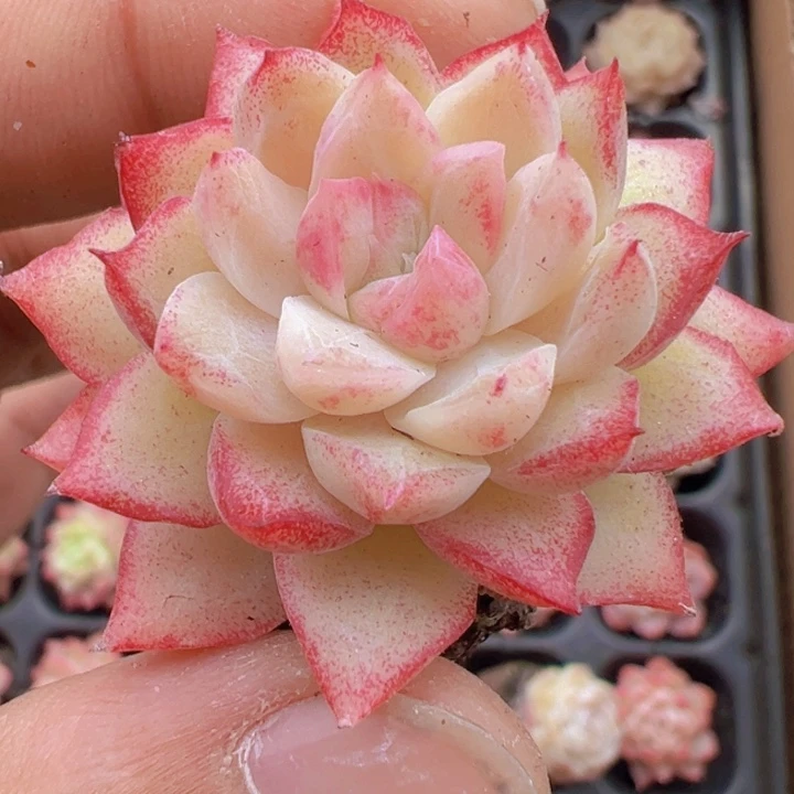 粉色女王精品多肉植物