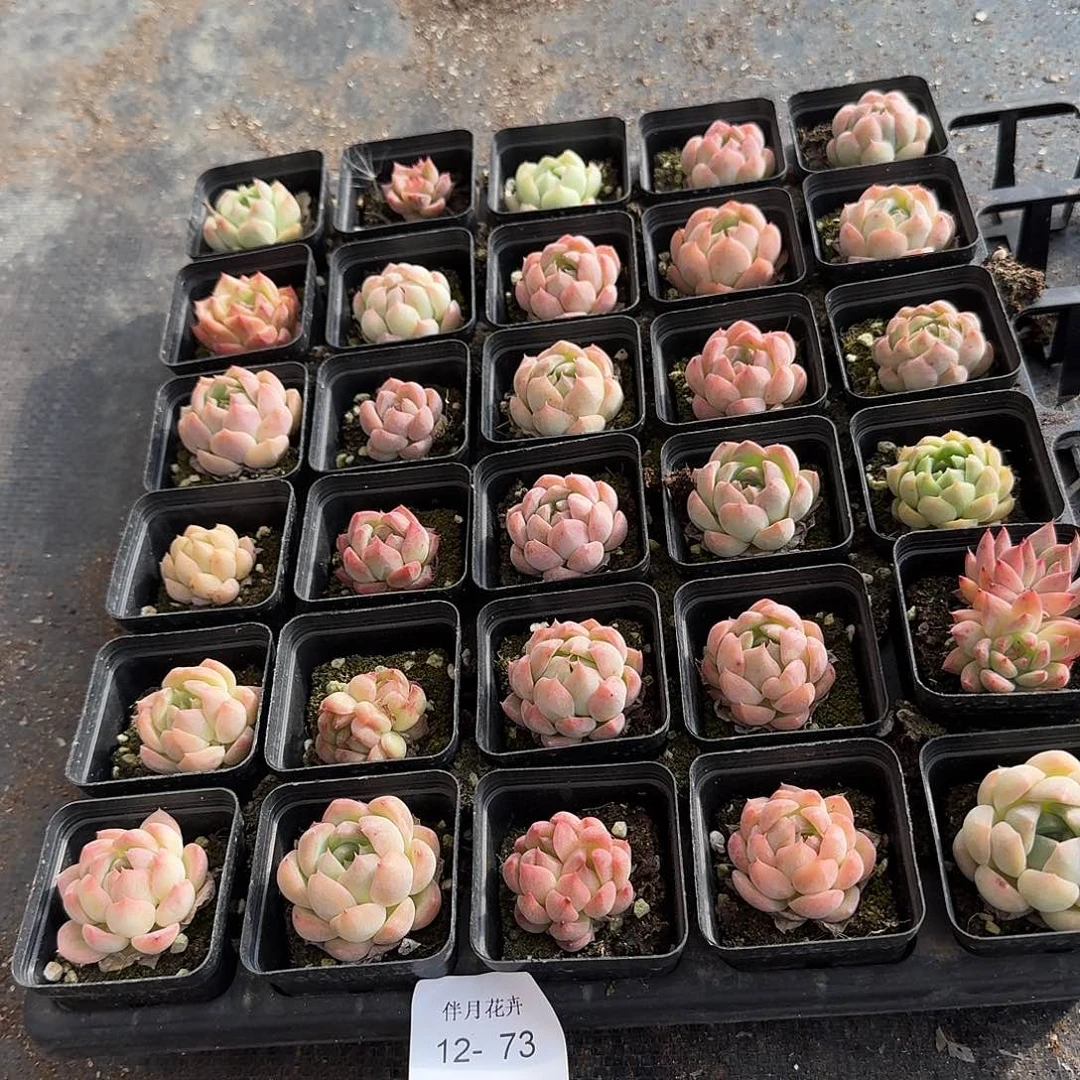 多肉杂交珍妮三十颗量拍12-73左三