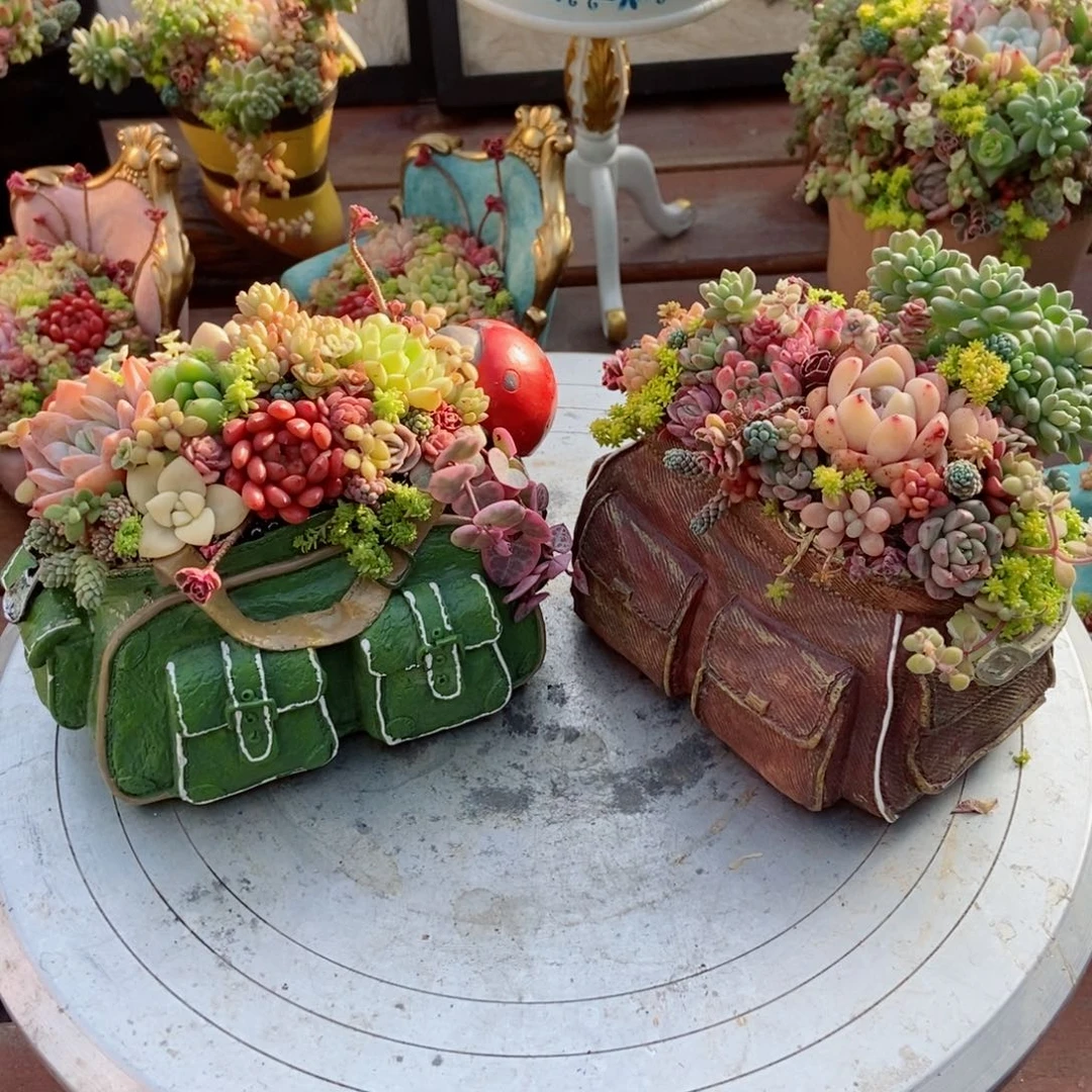 俩包包带植物种好发货