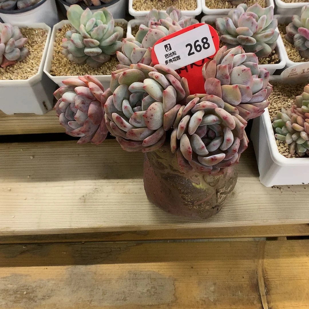 白*琛268 橙子多肉多肉