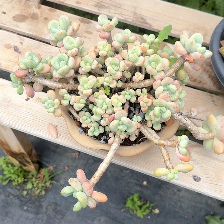 洛神老桩福利W专拍