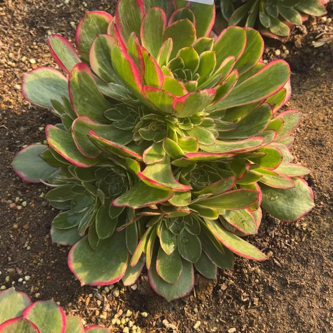 英*925粉花妖寄养到秋