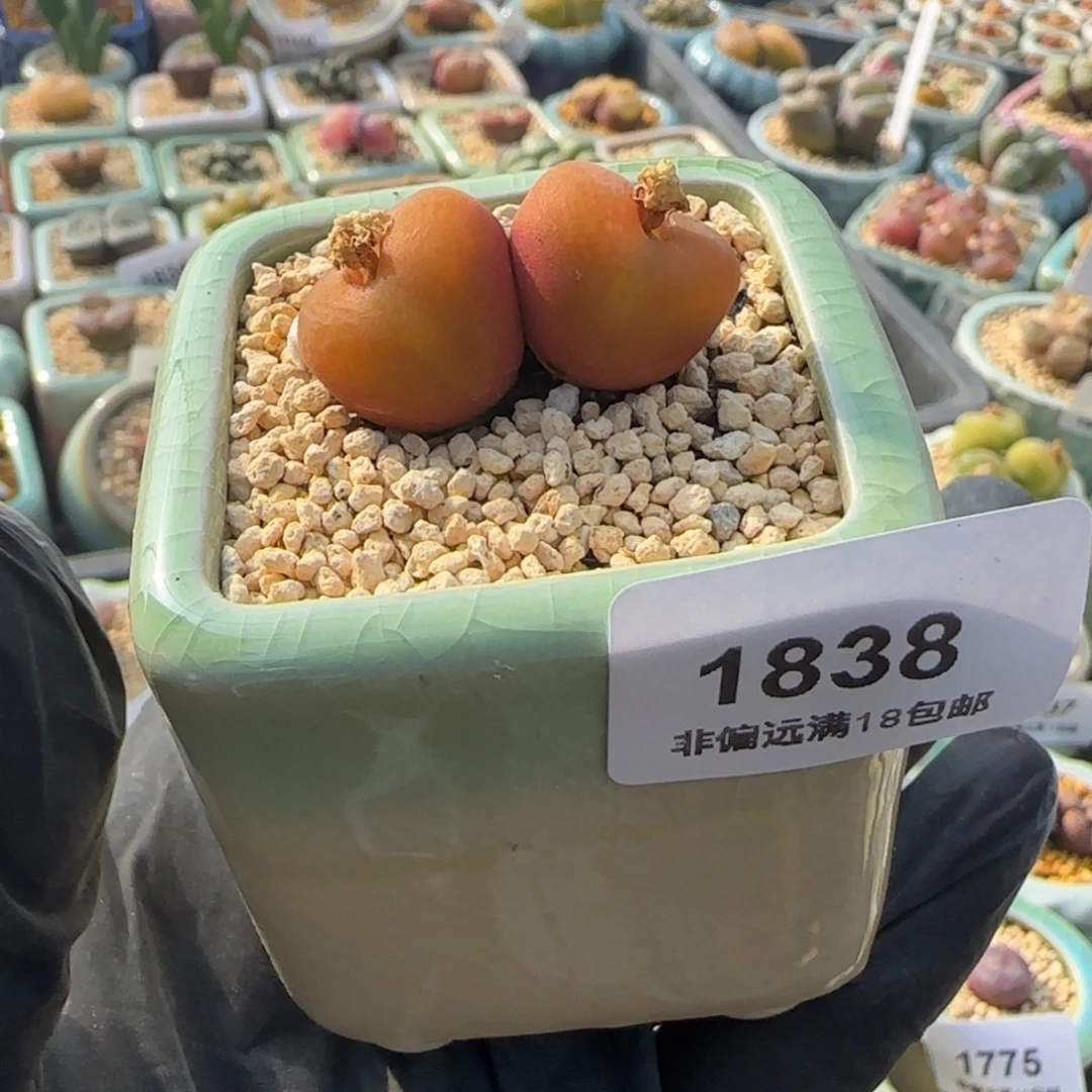 1838--一物一拍 带盆 水蜜桃 1430.5