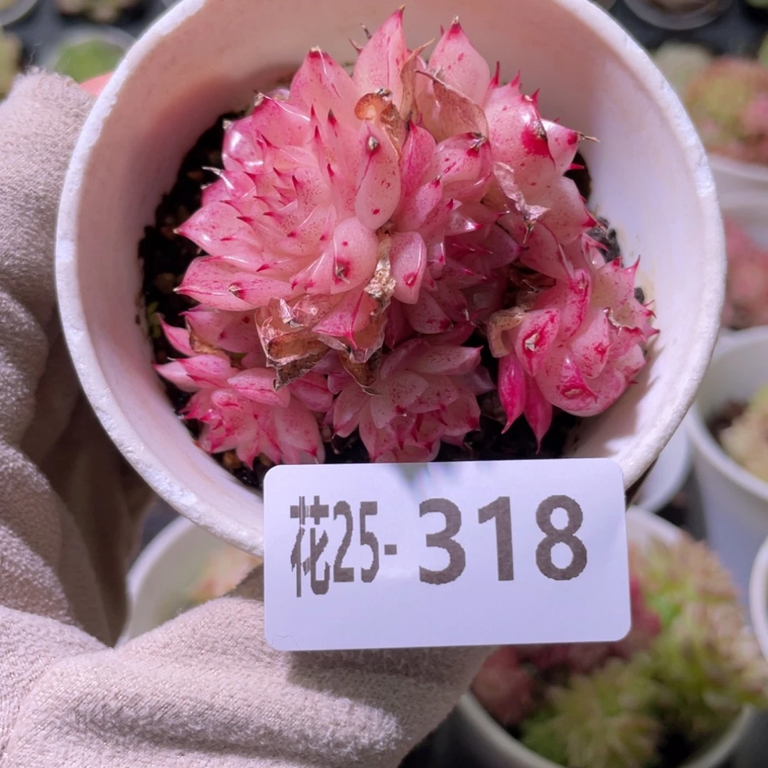 花利美25-318麦秆