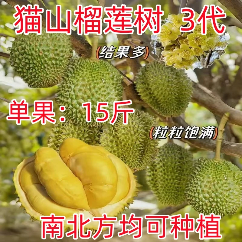 金枕榴莲树果苗猫山王南北方四季种植广西嫁接大果树盆栽当年结果