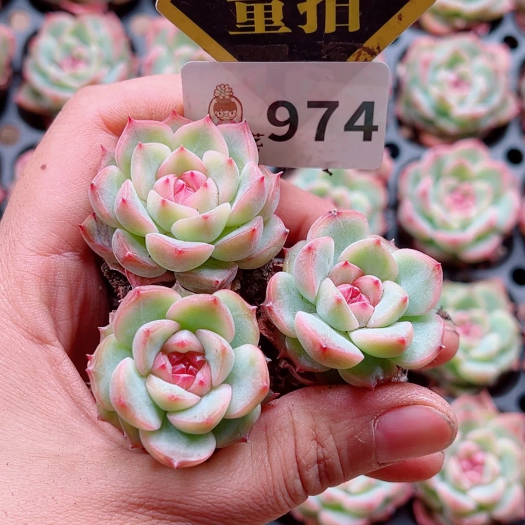 多肉植物多肉植物