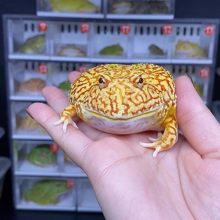 特价秒杀一切顺利