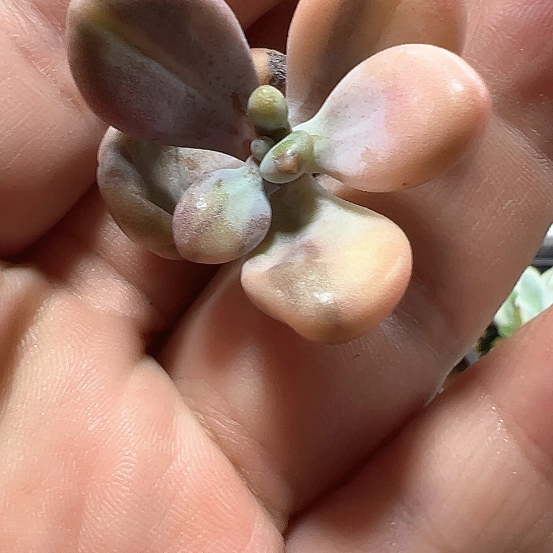 桃蛋锦 小方花圃一物一拍