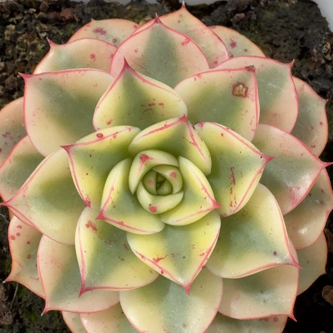 2747斗牛士多肉植物