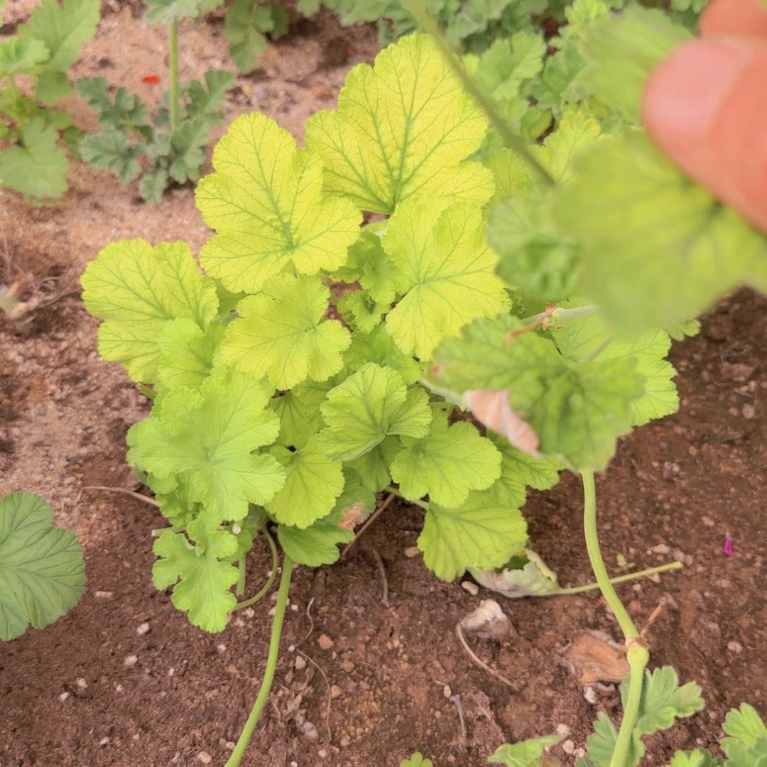 刘*力块根植块根植物块根