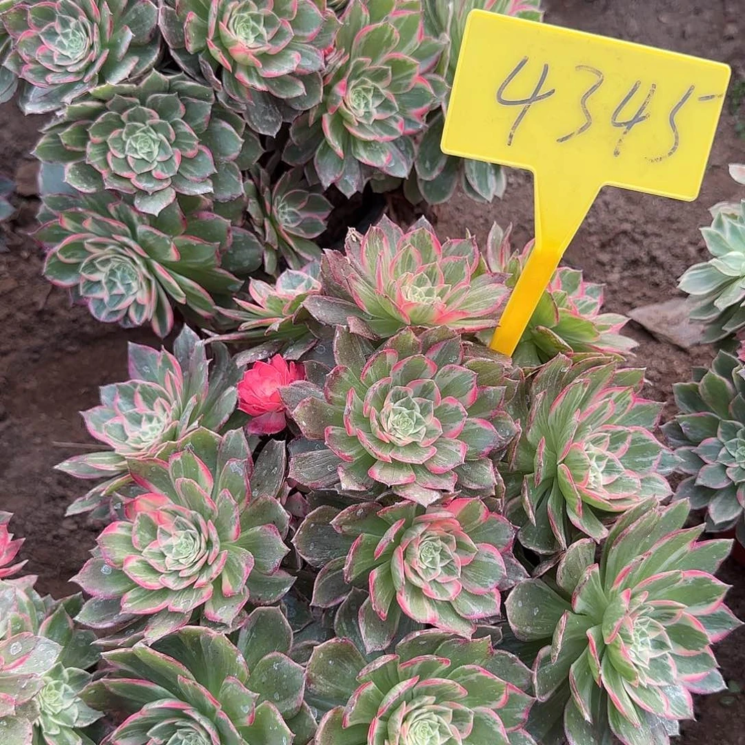 4345---万花筒多头