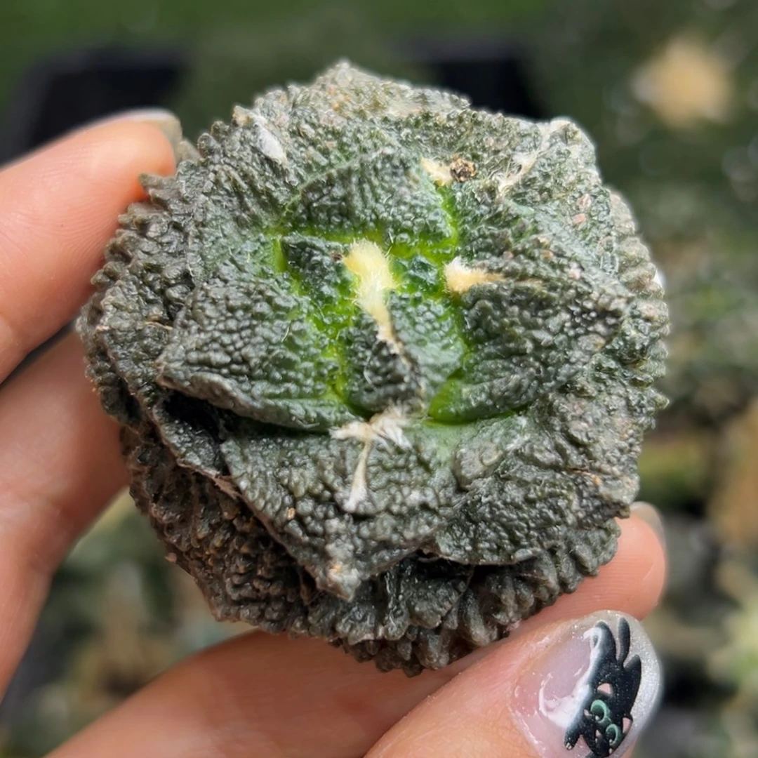 63  有根 仙人球的世界