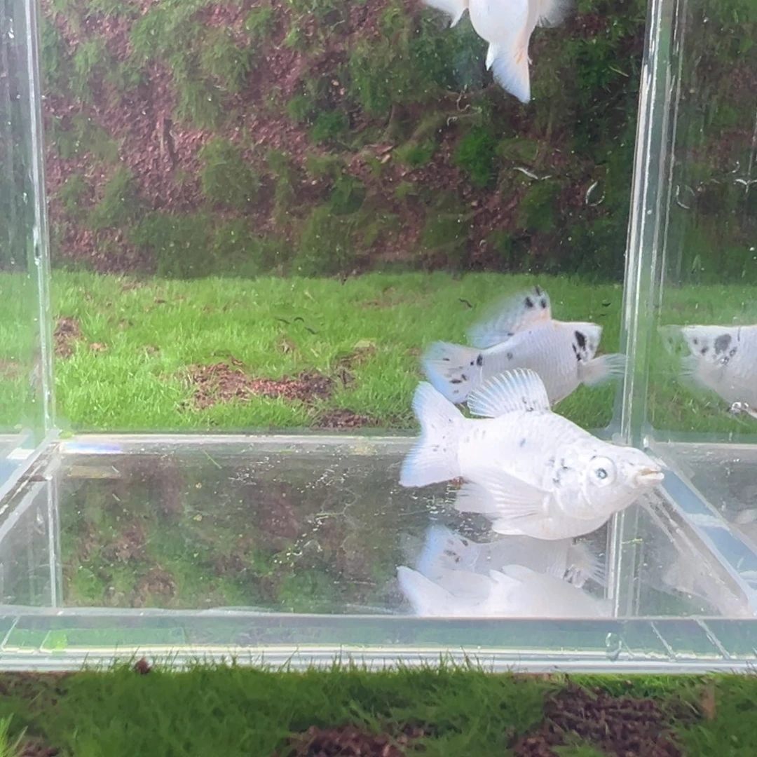 黑玛丽鱼亚成圆尾奶牛一公两母