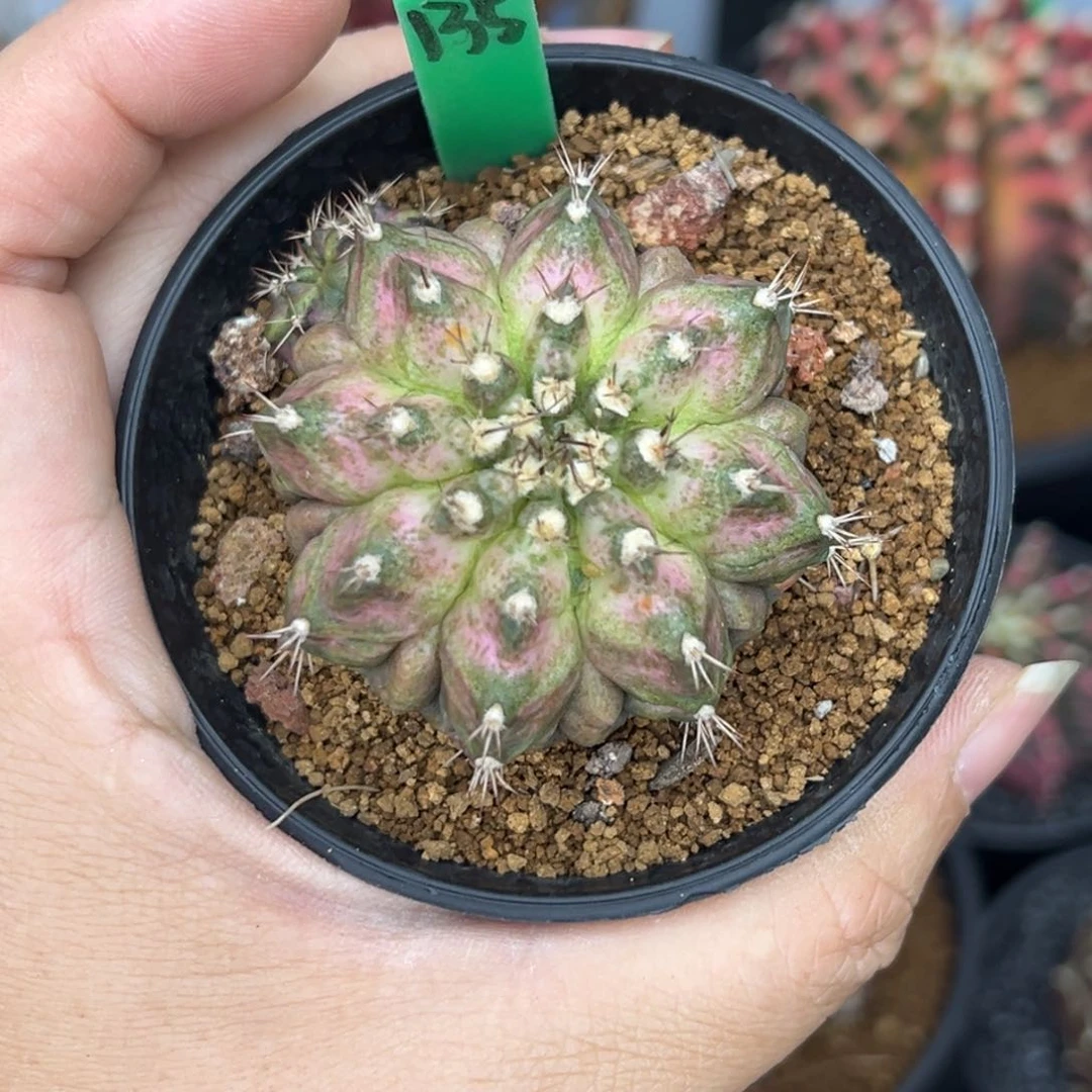 135实生海神，带盆土发货