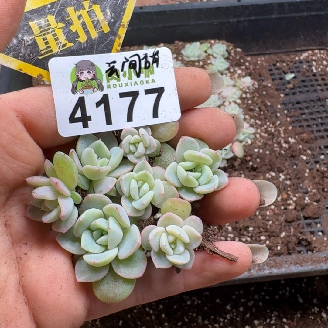 多肉植物多肉植物