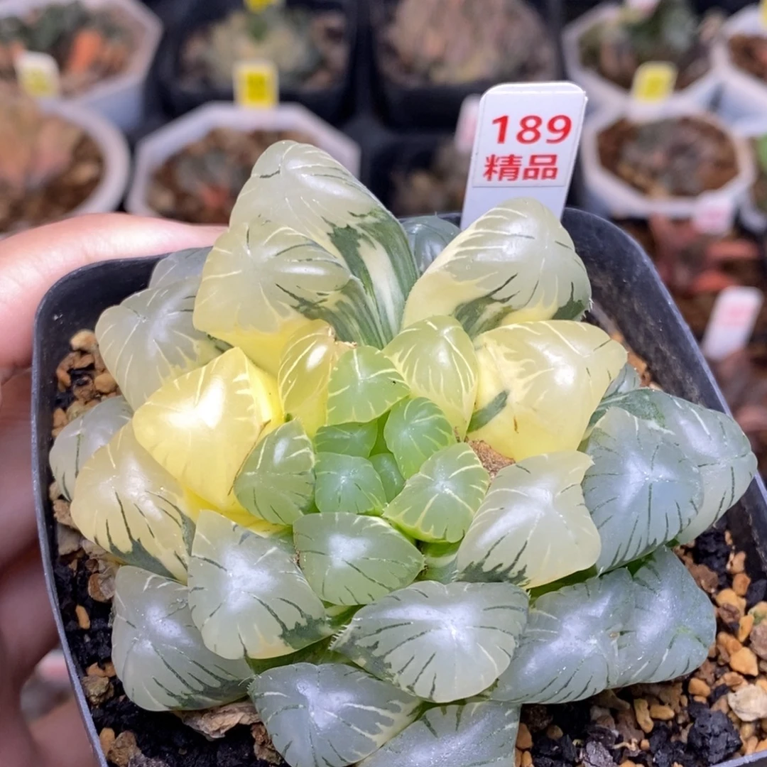 189号实生湖水玉露锦