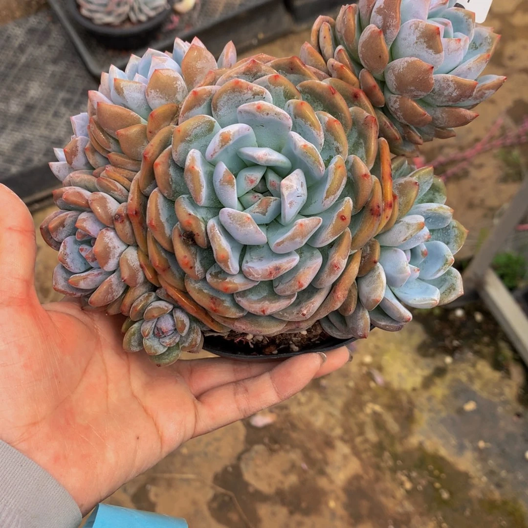 91766星影嗯嗯嗯嗯嗯好喜欢