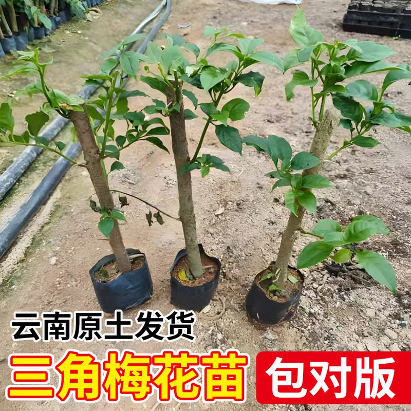 勤花基地三角梅花树苗老桩耐寒植物四季开花阳台盆栽庭院重瓣花卉