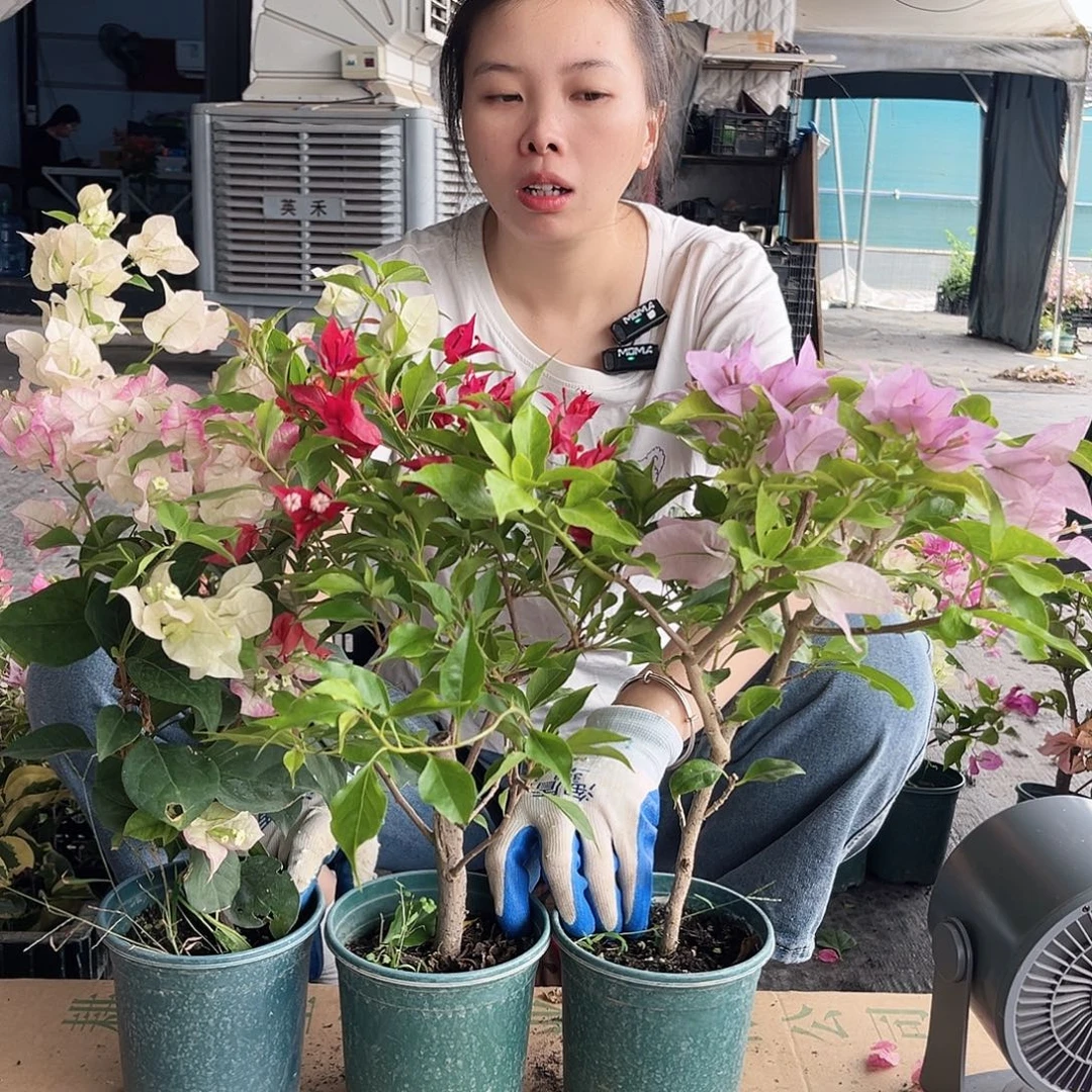 大部分开放少量花苞皇后，紫桑巴，金夫人组合