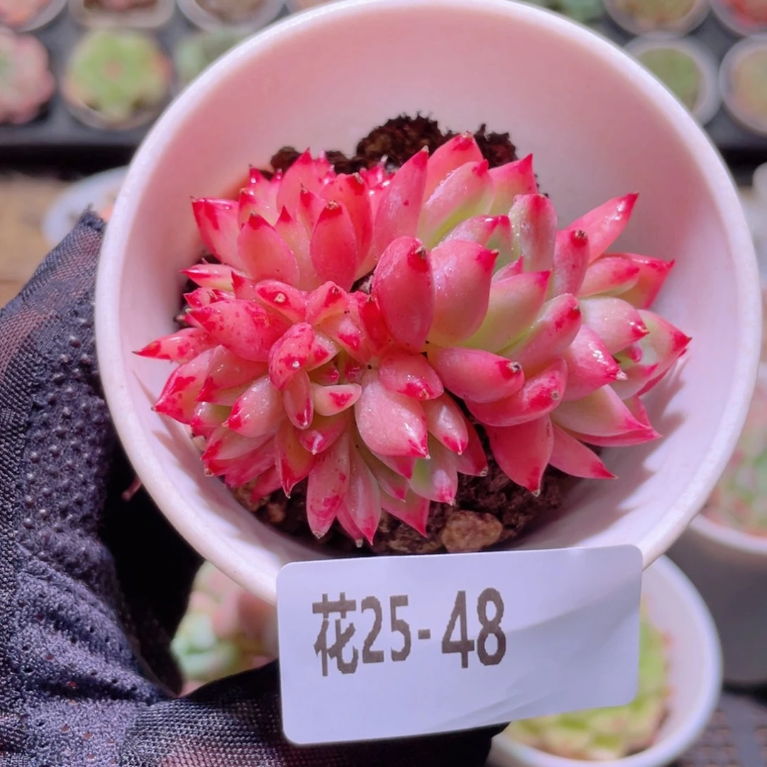 花利美25-48拉糖群