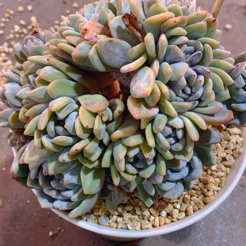 【闪购商品】啵***11111寄养