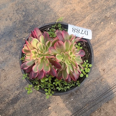 788美杜莎缀化多肉