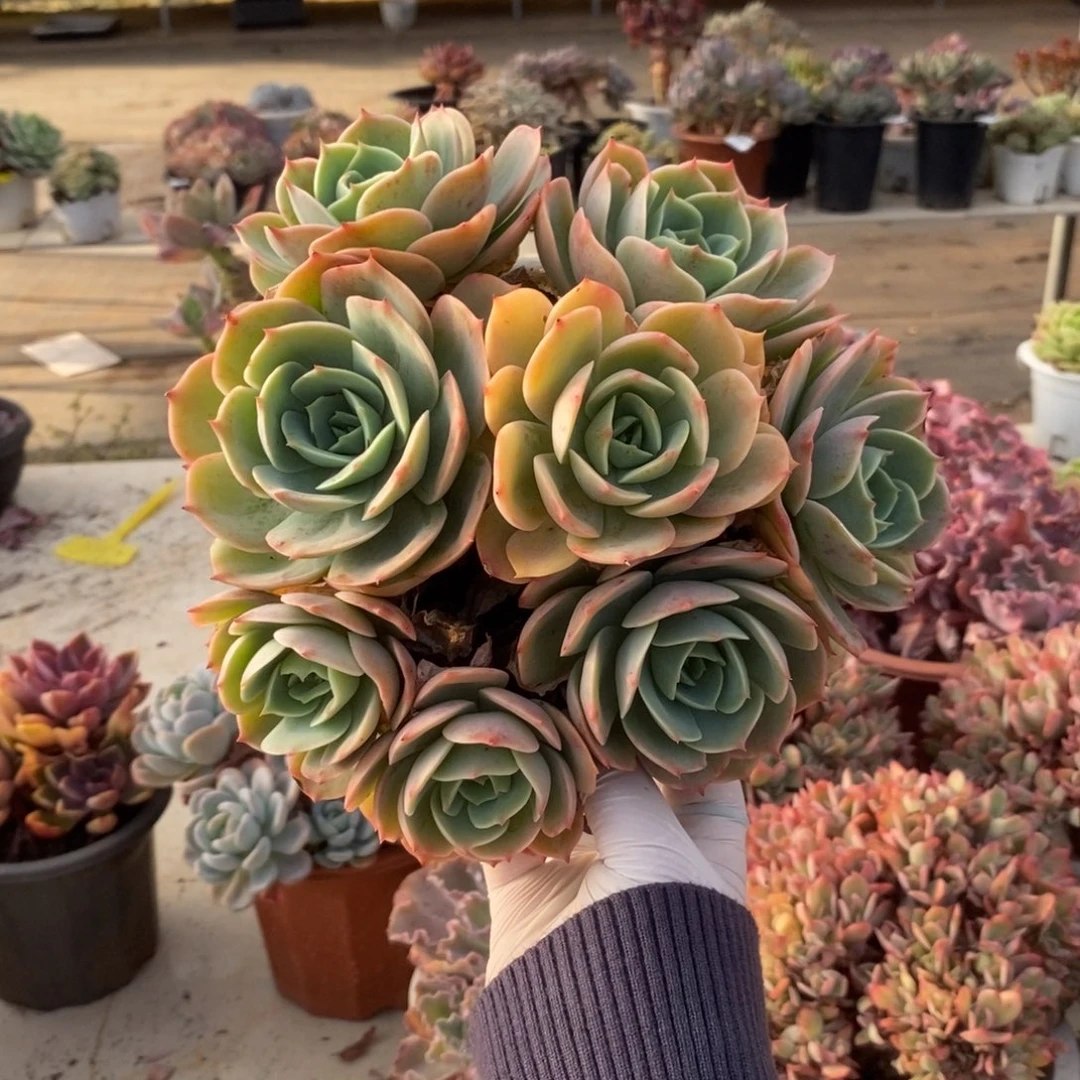 4213白雪公主一物一拍