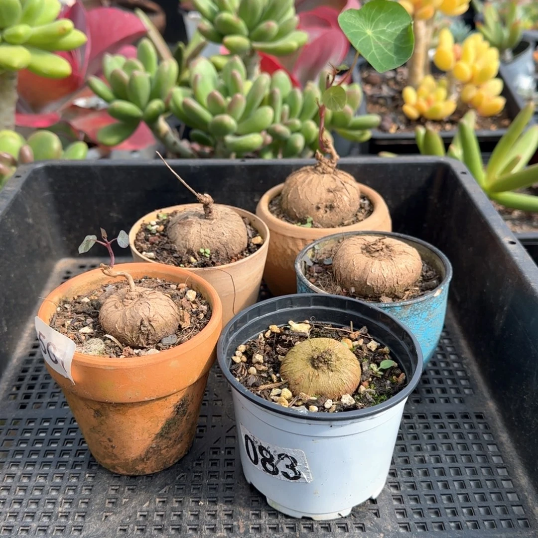 西***兮一物一拍天5颗一物一拍