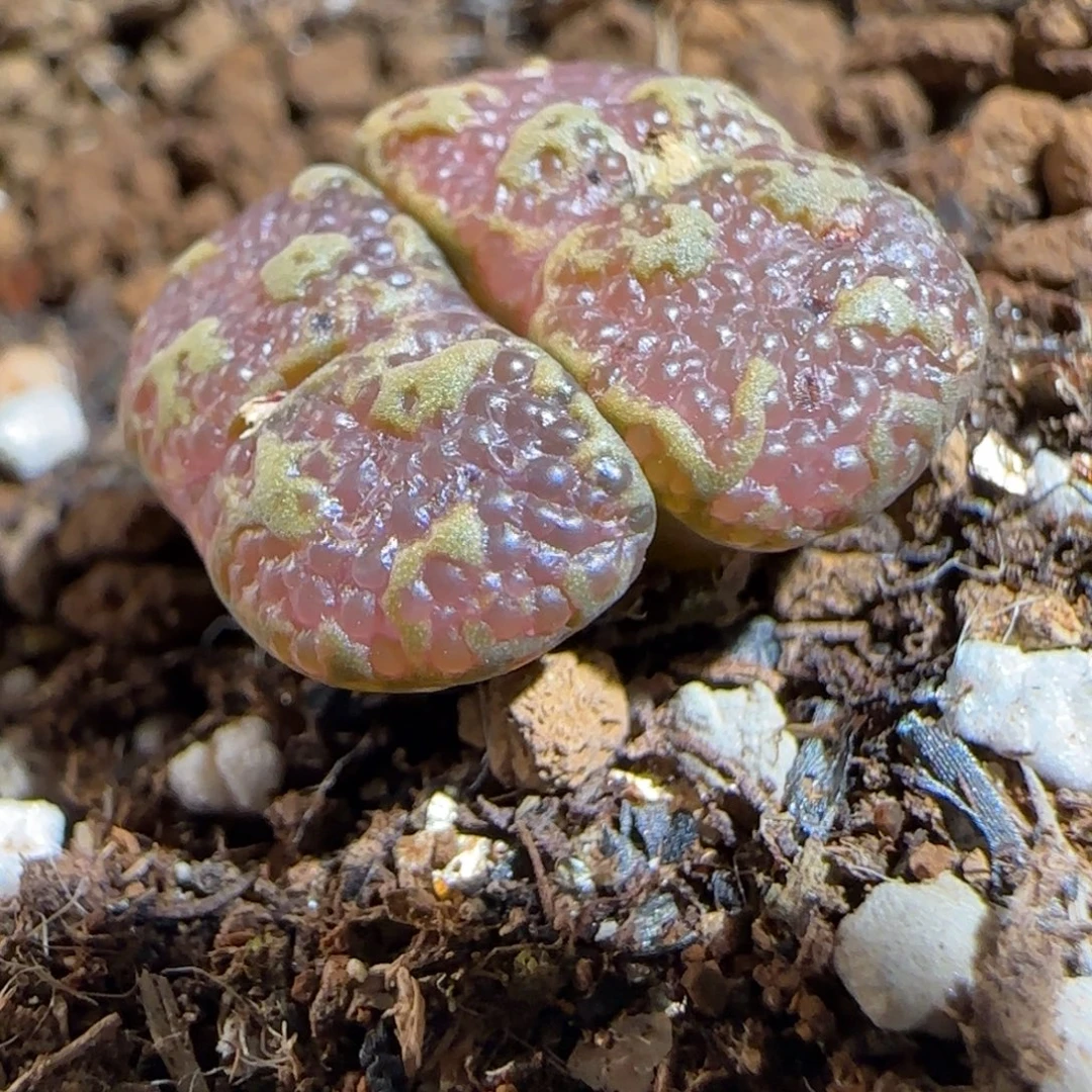 肉锥多肉植物组合-酒红泡泡勋1362