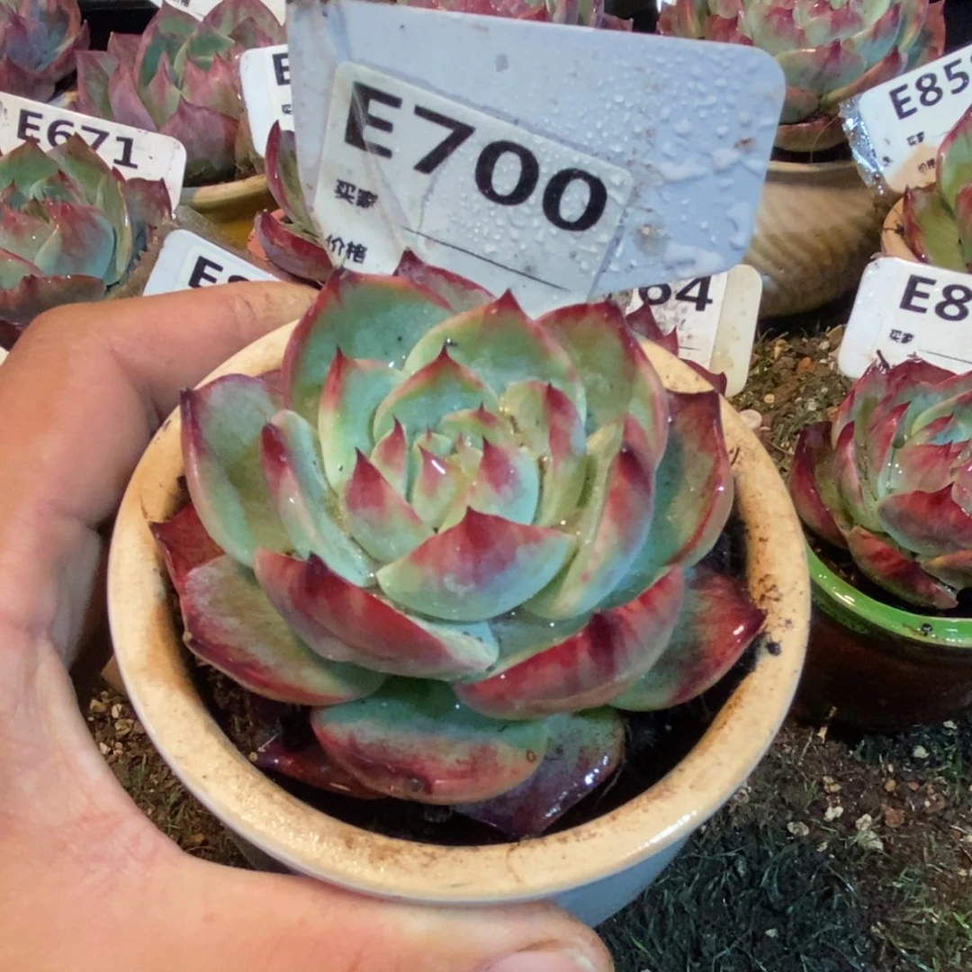 惊鸿一瞥700号楼多肉