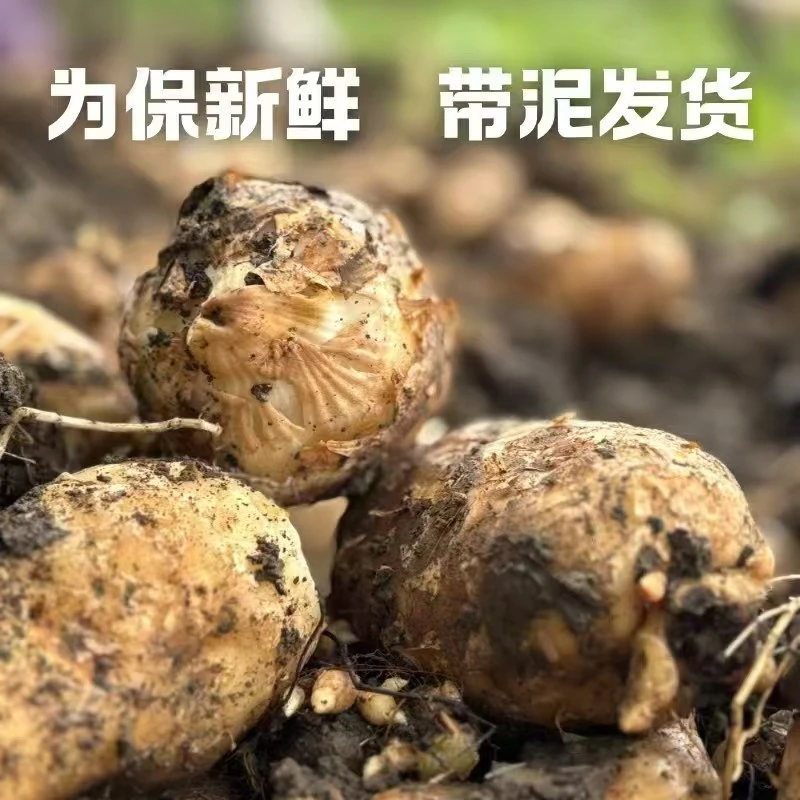 【拍3斤升级1斤】陕西正宗新鲜天麻