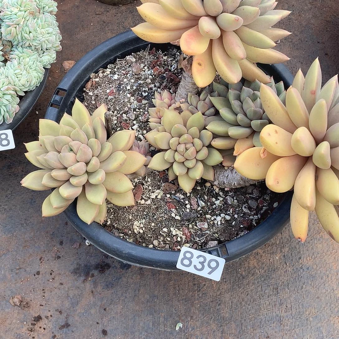 839象牙 一物一拍多肉