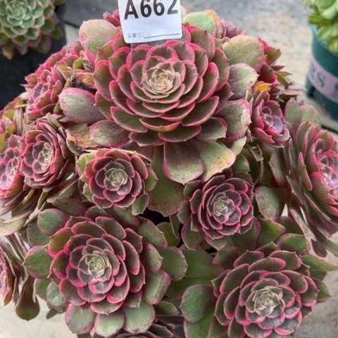 662粉花妖32厘米左右