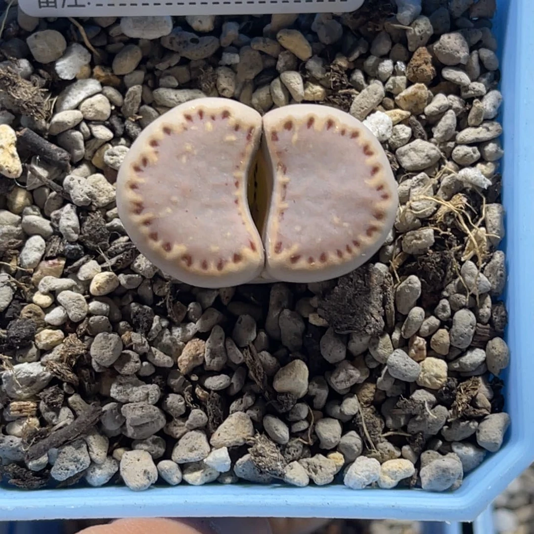 4149粉饼1尺寸3.0粗睫毛