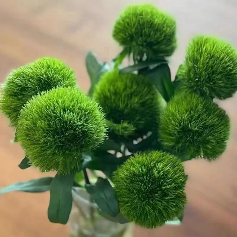 云南基地直发绿毛球鲜切花花期长水养可爱小清新风格
