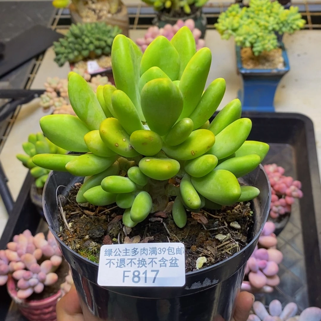 817金蟾芒果奶多肉10cm