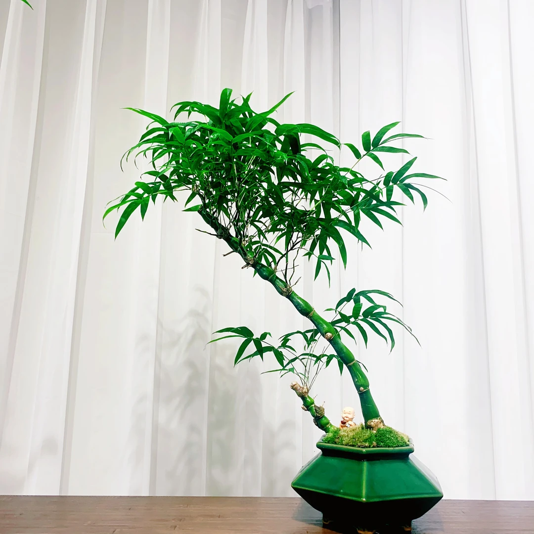 【一物一拍】竹子盆景佛肚竹老桩盆景绿植盆栽
