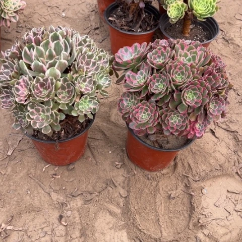 801多肉植物组合，