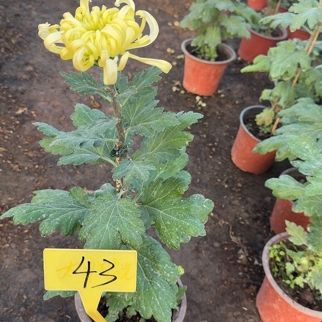 小****大部分花苞少量开放43新雪