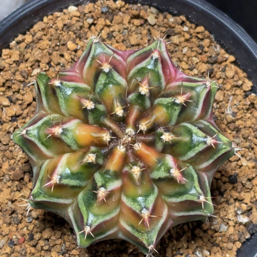 当前无花朵，栽培后可花朵虎斑乌贼B