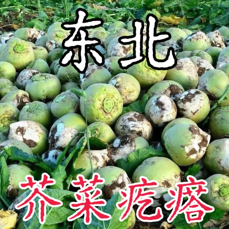 东北芥菜疙瘩大头菜新鲜现挖光头农家芥菜咸菜下饭菜辣菜腌制咸菜