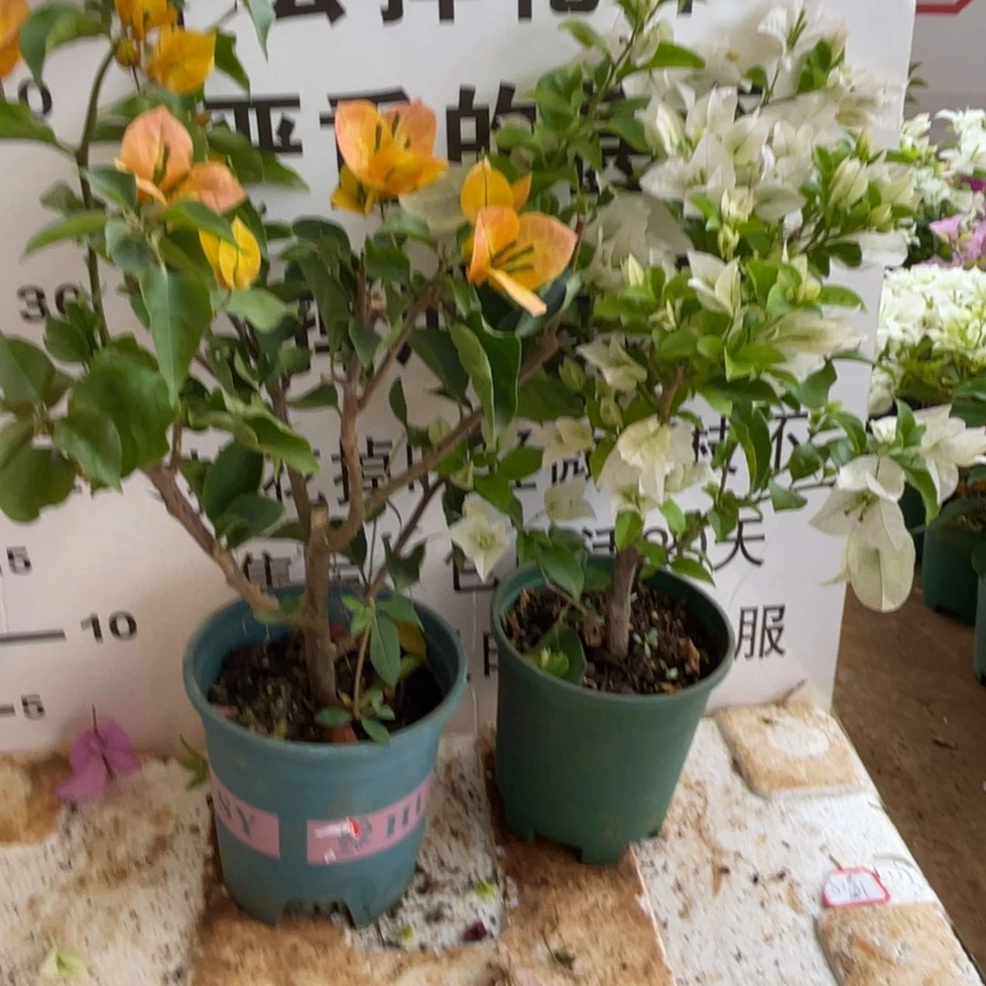 佩***妞当前无花栽培后可以开花3-0016