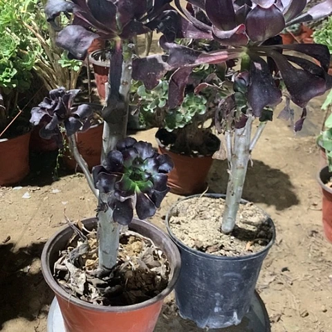 巫毒多肉植物法师44