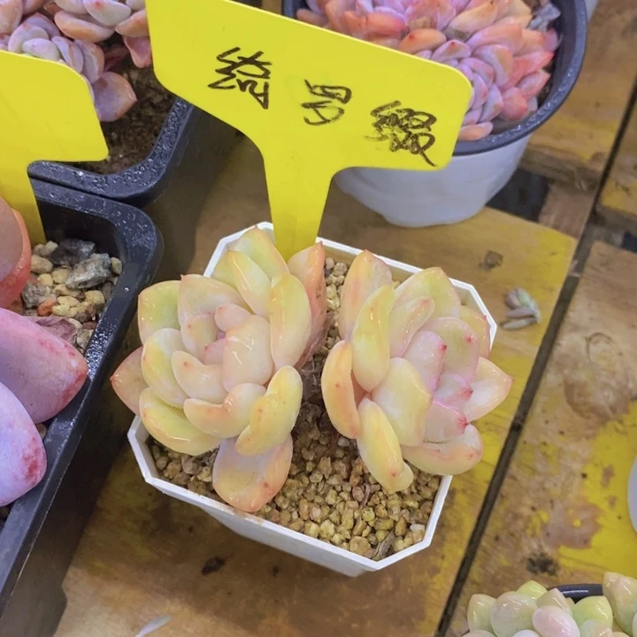 快**炎多肉植物，开心多肉