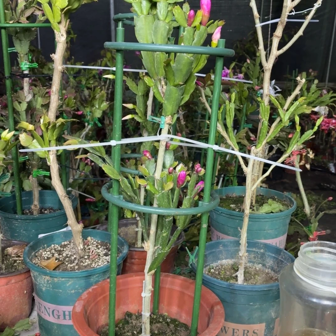 一***花无花朵一路生花叶仙嫁接两层