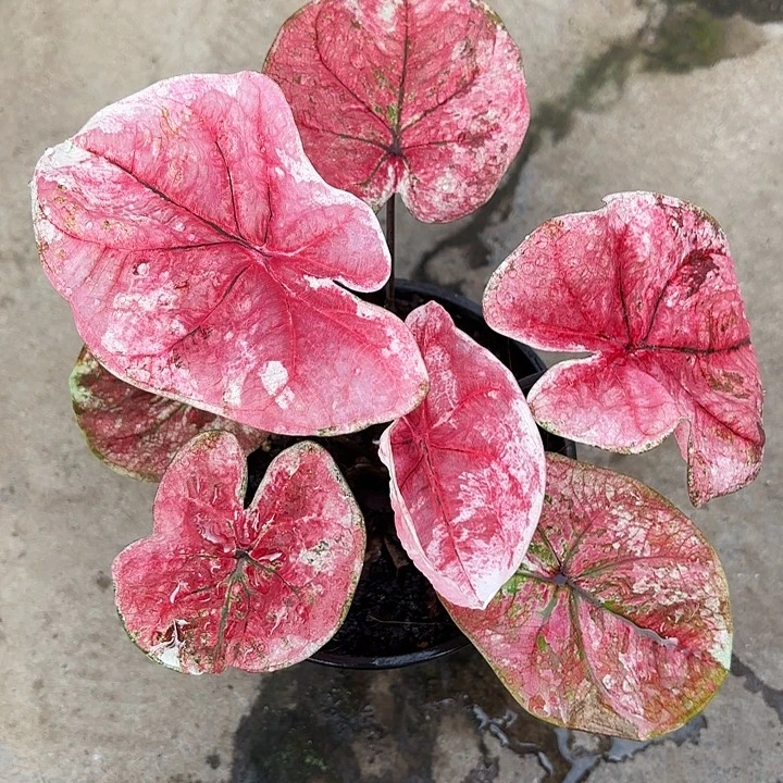 35-0102彩叶芋广东现货